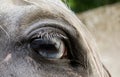 Blue eye of a white Spanish horse close up Royalty Free Stock Photo