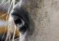 Blue eye of a white Spanish horse close up Royalty Free Stock Photo