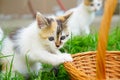 Blue eyed alert kitten in natural environment Royalty Free Stock Photo