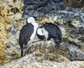 Blue Eye Anarctic Shags On Nest Paradise Bay Skintorp Cove Antarctica