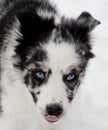 Blue eyed australian shepard in the snow Royalty Free Stock Photo