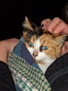 Blue eyed baby girl kitty