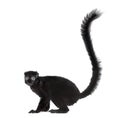 Blue-eyed black lemur, isolated Royalty Free Stock Photo