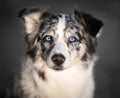 Blue Eyed Border Collie - Portrait