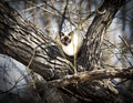 Blue eyed brown faced white cat chilling out among the tree limbs on the Salem Greenway Virginia Royalty Free Stock Photo