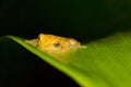 Blue eyed bush frog, Philautus neelanethrus, Agumbe, Karnataka Royalty Free Stock Photo