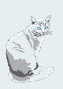 Blue-eyed cat.
