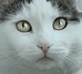 Blue-eyed cat close up portrait Royalty Free Stock Photo