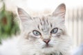 Blue eyed cat portrait close up, shallow DOF Royalty Free Stock Photo