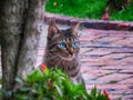 Blue-eyed cat sitting on brick floor in the garden