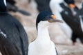 Blue-eyed cormorant or blue-eyed shags on New Island, Falkland Islands