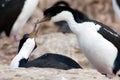 Blue-eyed cormorant or blue-eyed shags on New Island, Falkland Islands