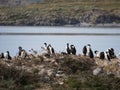 Blue-Eyed Cormorants on the Rocks in the Beagle Channel Royalty Free Stock Photo