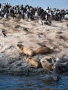 Blue Eyed Cormorants and Seals on a Rocky Coadt Royalty Free Stock Photo