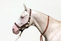 Blue-eyed Cremello akhal-teke horse Royalty Free Stock Photo