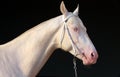 Blue-eyed Cremello akhal-teke horse in dark stable Royalty Free Stock Photo