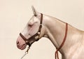 Blue-eyed Cremello akhal-teke horse Royalty Free Stock Photo