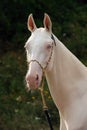 Blue-eyed Cremello akhal-teke horse Royalty Free Stock Photo