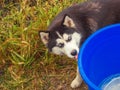 Blue-eyed cute husky licks a wet blue bucket standing on green grass