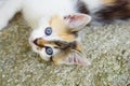 Blue eyed cute kitten in natural environment Royalty Free Stock Photo