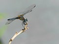 Blue Eyed Darner Dragonfly on a Bare Branch