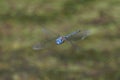 Blue eyed Darner dragonfly Royalty Free Stock Photo