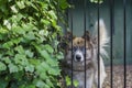 Blue-Eyed Dog Peering Behind a Fence Royalty Free Stock Photo