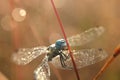 A blue eyed dragonfly