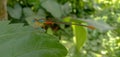 Image of Blue eyed dragonfly insect in a garden/forest with blurred background.