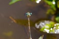 Blue-eyed dragonfly macro photo. Insect with wings and long tail