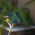 Blue eyed dragonfly resting on a branch Kfar Glikson Israel