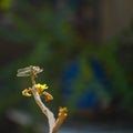 Blue eyed dragonfly resting on a branch Kfar Glikson Israel Royalty Free Stock Photo