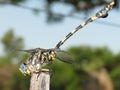 Blue eyed dragonfly sitting on pole