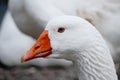 Blue Eyed Goose portrait Royalty Free Stock Photo