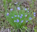 Typical Blue Eyed grass blooms and growth