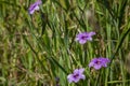 Blue-Eyed Grass Sisyrinchium bellum wildflower blooming in spring, California