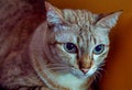 Blue Eyed Grey silver close up Tabby Cat Royalty Free Stock Photo