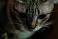 Blue Eyed Grey silver close up Tabby Cat Royalty Free Stock Photo