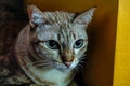 Blue Eyed Grey silver close up Tabby Cat Royalty Free Stock Photo