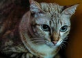 Blue Eyed Grey silver close up Tabby Cat Royalty Free Stock Photo