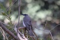 Blue Eyed Honeyeater Royalty Free Stock Photo