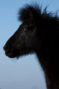 Blue-eyed horse Royalty Free Stock Photo