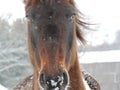 Blue Eyed Horse Royalty Free Stock Photo