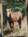 The Blue Eyed Horse Royalty Free Stock Photo