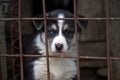 Blue-eyed husky puppy Royalty Free Stock Photo