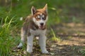 husky dog walking in the park Royalty Free Stock Photo