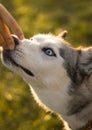 A blue eyed husky sniffing a hand.