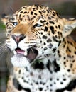 Blue eyed jaguar Royalty Free Stock Photo