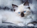 Blue eyed kitten Royalty Free Stock Photo