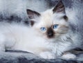 Blue eyed kitten